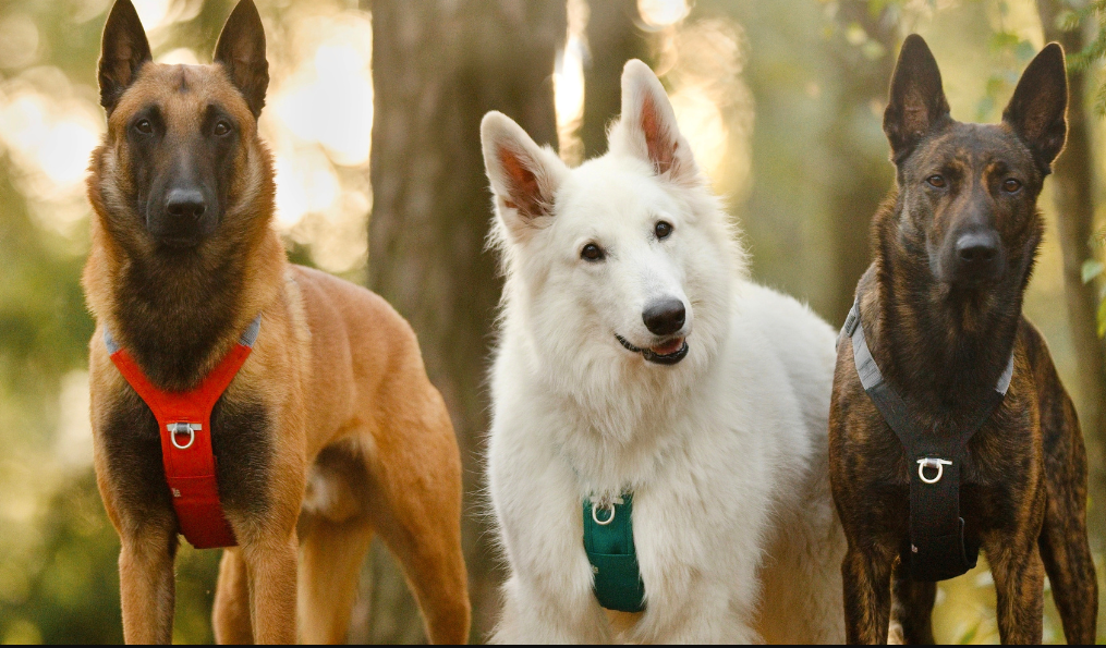 hurtta-rover-postroje-psikralovstvi