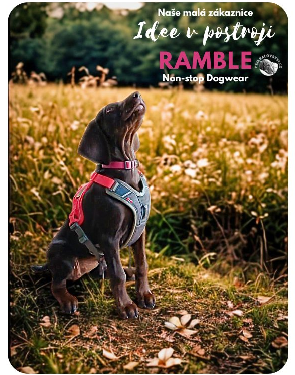 Německý ohař fenka IDEE v postroji Ramble Non-stop Dogwear, zákaznice Psího království