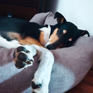 Náš Kája ve svém milovaném komfortním pelíšku Super Luxury O' lala Pets. Přesně tohle Váš pes potřebuje na Vánoce 🫠🥰...