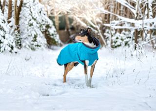 🐺 Zima? U nás ne! Hurtta Expedition Parka & Hurtta Extreme Warmer ❄️ 👑 Najdeš u nás na Psikralovstvi.cz (foto - náš KK...